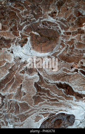 Il moncone lungo Shellrock Lago Trail, Mt Hood National Forest, Oregon Foto Stock