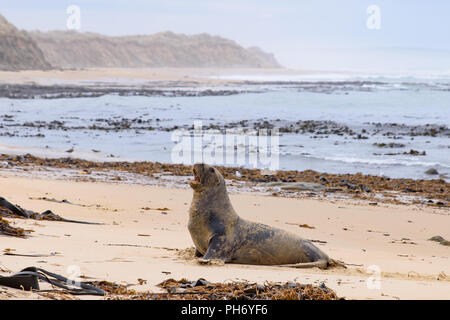Leone di mare sulla spiaggia di Catlins coast, Isola del Sud, Nuova Zelanda Foto Stock