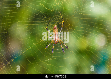 Una tipica vista in Punta uva in Costa Rica Foto Stock