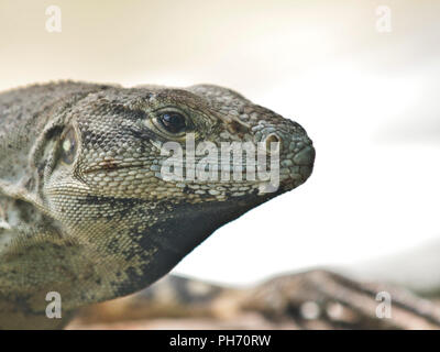 Iguana in Cozumel, Messico la fauna selvatica Foto Stock