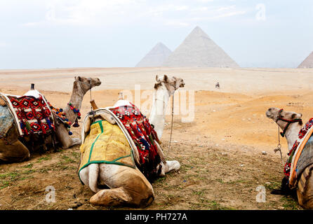 Tre cammelli e le piramidi di Giza Foto Stock