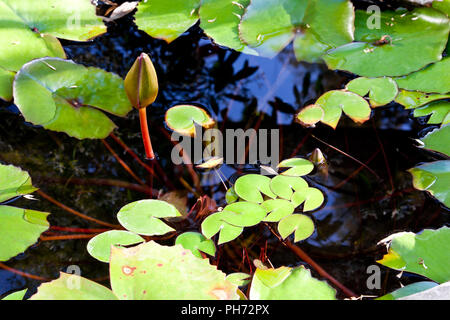 Ninfee in mattina presto Foto Stock