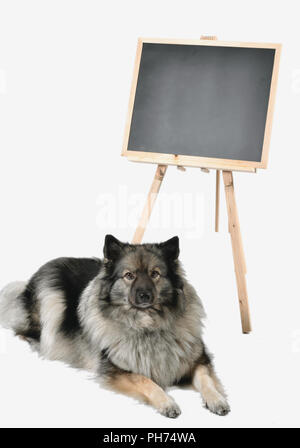 Cane obbedienza scuola scuola di scheda Foto Stock