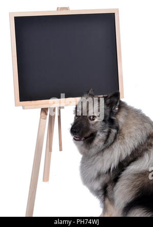 Cane obbedienza scuola scuola di scheda Foto Stock