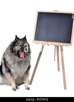 Cane obbedienza scuola scuola di scheda Foto Stock