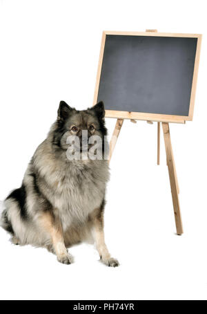 Cane obbedienza scuola scuola di scheda Foto Stock