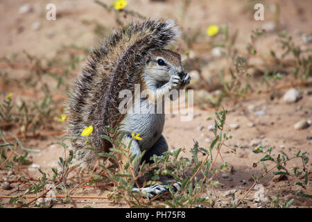 Scoiattolo di terra in kgalagadi parco transfrontaliero Foto Stock