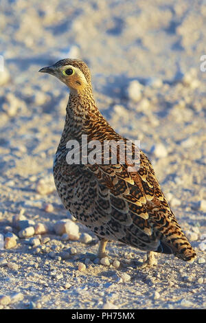 Di castagno sandgrouse panciuto a samburu Foto Stock