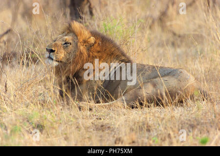Maschio di leone in riposo kruger Foto Stock