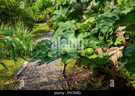 Grande impianto Gunnera nel giardino irlandese, nella contea di Kerry, Irlanda Foto Stock