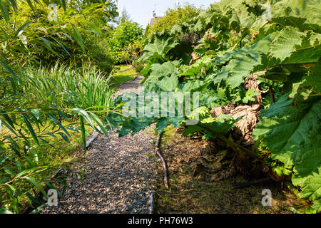 Grande impianto Gunnera nel giardino irlandese, nella contea di Kerry, Irlanda Foto Stock