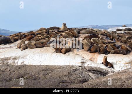 Colonia di foche a duiker island south africa Foto Stock