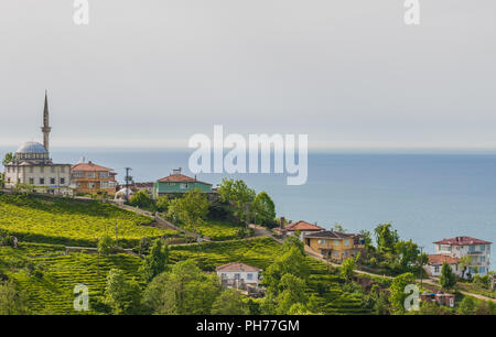 La regione del Mar Nero è il più verde di tutta la Turchia. Qui in particolare le piantagioni di tè intorno alla città di Rize, confine georgiano Foto Stock