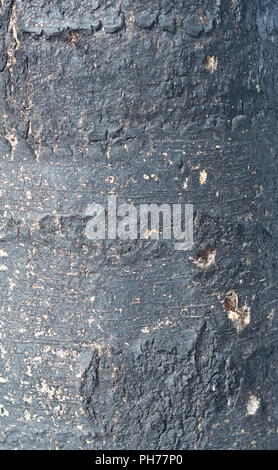 Albero bruciato texture Foto Stock