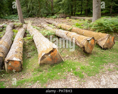 Tagliare alberi di quercia in silvicoltura commerciale giacente sul suolo della foresta nel New Forest Hampshire England Regno Unito Foto Stock