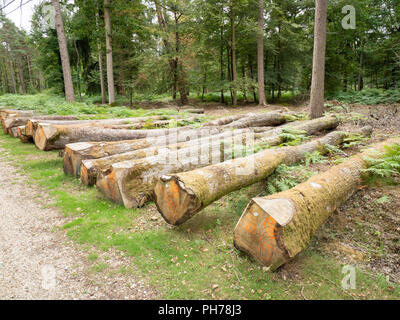 Tagliare alberi di quercia in silvicoltura commerciale giacente sul suolo della foresta nel New Forest Hampshire England Regno Unito Foto Stock