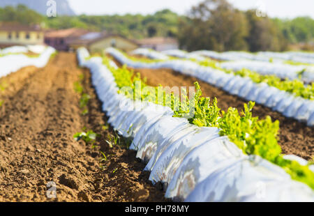 Agricoltura, ortaggi contemplate per la protezione Foto Stock