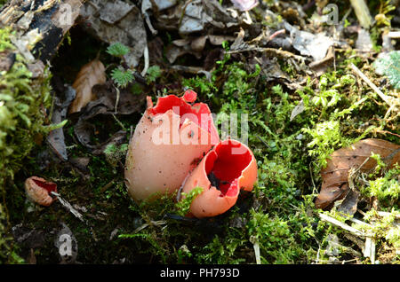 Scharlachrote Kelchbecherling (Sarcoscypha coccinea), Zinnoberroter Kelchbecherling, Zinnoberroter Prachtbecherling Foto Stock