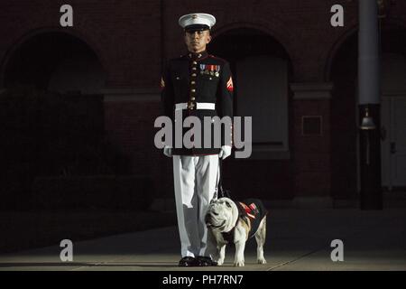 Stati Uniti Marine Corps Cpl. Troy Nelson, mascotte gestore, caserma marini Washington D.C., si trova in corrispondenza della posizione di attenzione con Sgt. Chesty XV, ufficiale Marine Corps mascot, durante un venerdì sera Parade, caserma marini Washington, Washington D.C., 29 giugno 2018. La sfilata serale estate tradizione iniziò nel 1934 e dispone il trapano silenzioso plotone, U.S. Banda di Marino, Stati Uniti Tamburo di marino e Bugle Corps e due società marching. Più di 3.500 ospiti sfilerà ogni settimana. Foto Stock