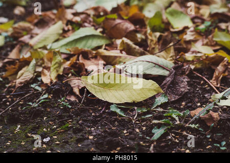 Background from different autumn leaves.Dry leaves and twigs on the ground Autumn background with seasonal decorations.Toned image with vintage style, Foto Stock