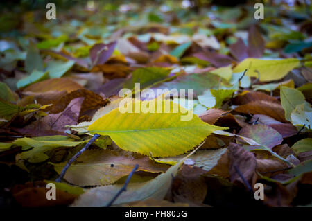 Foglie di autunno close-up come sfondo. Pura foglia verde su uno sfondo di caduto foglie gialle. Foto Stock