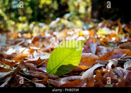 Foglie di autunno close-up come sfondo. Pura foglia verde su uno sfondo di caduto foglie gialle. Foto Stock