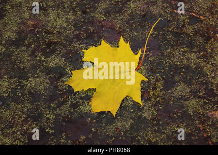 Bright Foglie di autunno giacciono in acqua. Foglie di autunno di quercia giacciono in acqua. Giallo maple leaf in una palude. Foto Stock