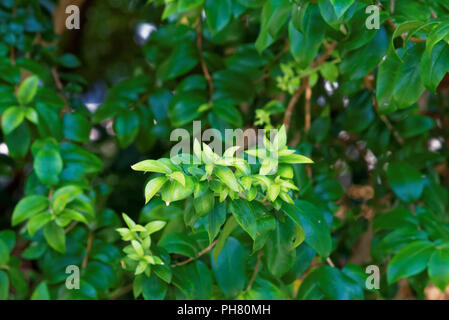 Myrtus communis, il comune di mirto, è una specie di pianta flowering nella famiglia di mirto Myrtaceae. Foto Stock