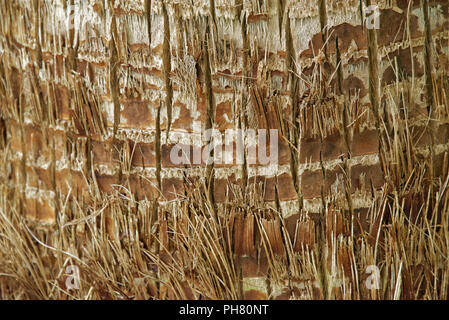 Stelo di Washingtonia filifera, noto anche come Desert Palm ventola, ventola California Palm o California palm Foto Stock