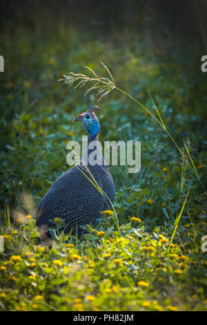 Helmeted faraone (Numida meleagris), cerca di foraggio in erba alta, il Parco Nazionale di Etosha, Namibia Foto Stock