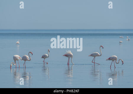 Fenicotteri rosa (Phoenicopterus roseus), Walvis Bay, Erongo distretto, Namibia Foto Stock