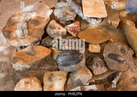 Vari tipi di pietre con fossili, vicino a Rissani, Marocco Foto Stock