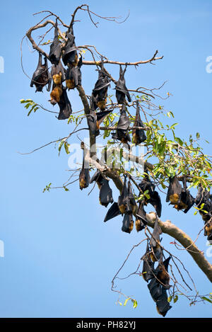 Close up di un frutto colonia bat sono ' appollaiati in cima a un albero. Foto Stock