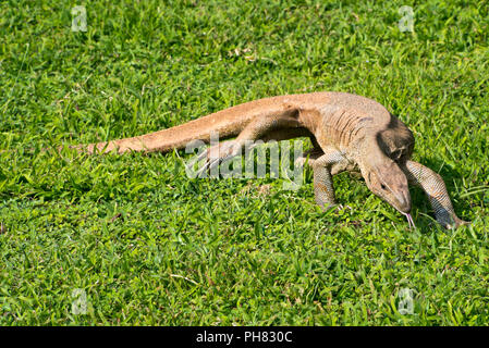 Chiudere orizzontale di un asiatico Monitor dell'acqua. Foto Stock