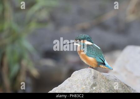 Common kingfisher (Alcedo atthis) siede sulla pietra, Hesse, Germania Foto Stock
