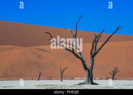 Morto alberi camelthorn (Acacia erioloba) nella parte anteriore di dune di sabbia, Dead Vlei, Sossusvlei, Namib Desert Foto Stock