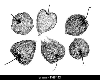 Le lanterne cinesi Physalis alkekengi scheletri Foto Stock