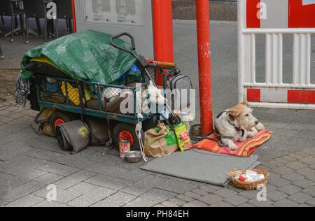 Hunde odachlos, Hohe Strasse, Koeln, Nordrhein-Westfalen, Deutschland Foto Stock