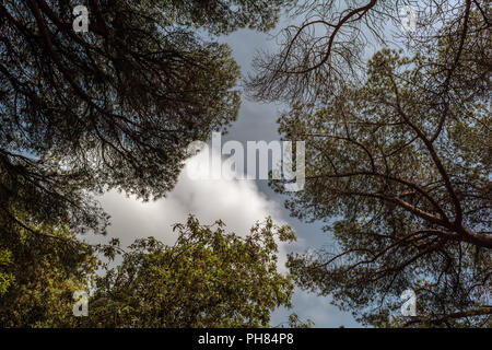 La tettoia di pini che incornicia un cielo blu con nuvole. Sfondo con alberi di pino silhouette contro il cielo blu. Pino concetto di sfondo. Angolo basso sh Foto Stock