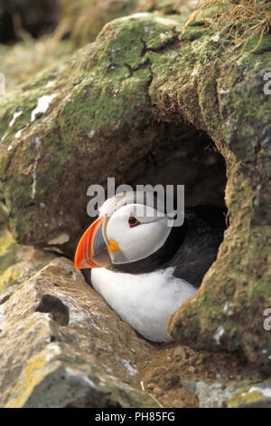 Atlantic puffini, Papageitaucher, Fratercula arctica, Foto Stock