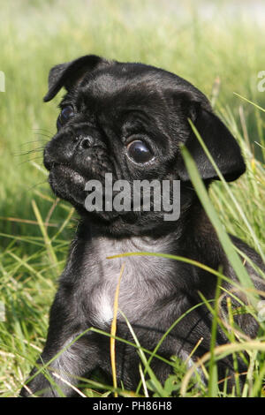 Schwarzer Mops, Nero Pug, 8 settimane vecchio cucciolo Foto Stock