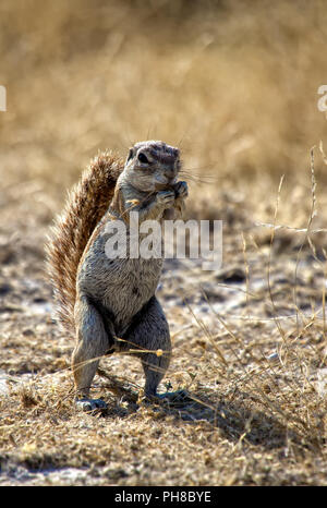 Una massa di scoiattolo nel parco nazionale Etosha Namibia Foto Stock