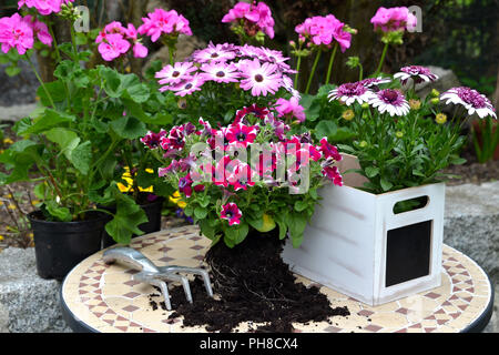 Fiori di Primavera nel vaso da giardino Foto Stock