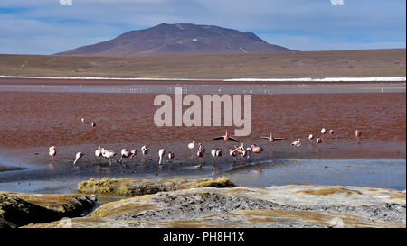 Alimentazione fenicotteri in minerali ricchi di acque della Laguna Colorada. Reserva Eduardo Avaroa, Uyuni, Bolivia Foto Stock