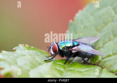 Chiusura del flacone verde fly, Lucilia sericata seduto su un albero ciliegio leaf Foto Stock