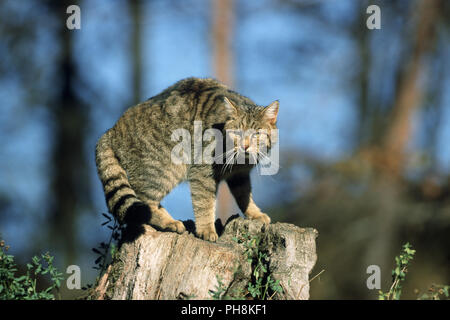 Europaeische Wildkatze, Felis silvestris, comune gatto selvatico Foto Stock