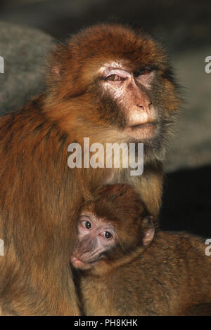 Berberaffe (Magot) saeugt Junges Barberia Ape giovane di allattamento Foto Stock