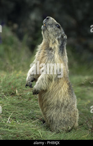 Alpenmurmeltier macht Maennchen marmotta alpina seduto e mendicando Foto Stock