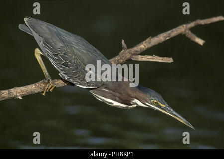 Mangrovreiher (Gruenreiher), verde-backed Heron (Butorides striatus) Foto Stock