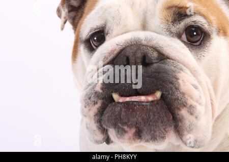 Englische Bulldogge, Ritratto, Bulldog inglese, British Bulldog Foto Stock